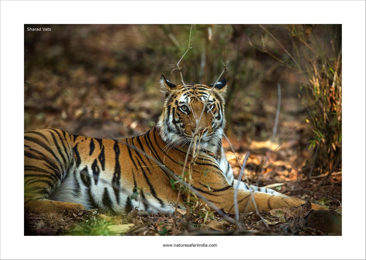 Tiger'S Den Resort Bandhavgarh National Park Exterior foto